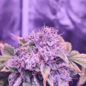 BIG Z – Exklusiv Steckling