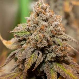 Blue Belts – Exklusiv Steckling