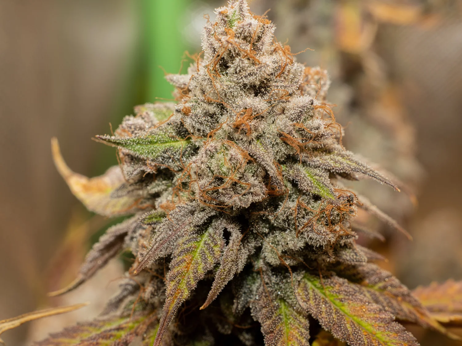 Blue Belts – Exklusiv Steckling