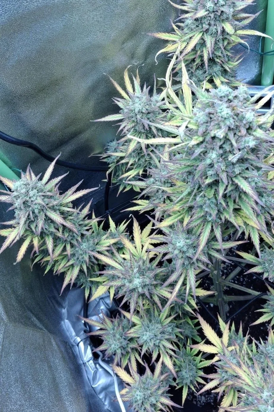 Cream Mandarine XL Auto - Sämling (Sweet Seeds) - Image 2