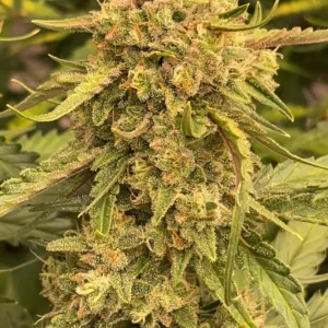 Studio 54 Stardust Auto - Sämling (Sweet Seeds)