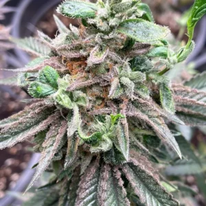 RX11 – Premium Steckling