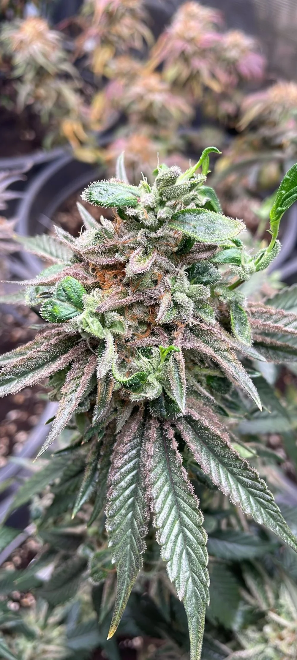 RX11 – Premium Steckling