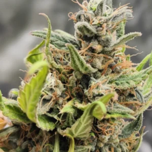 Runtz (Fast Flowering) - Standard Steckling