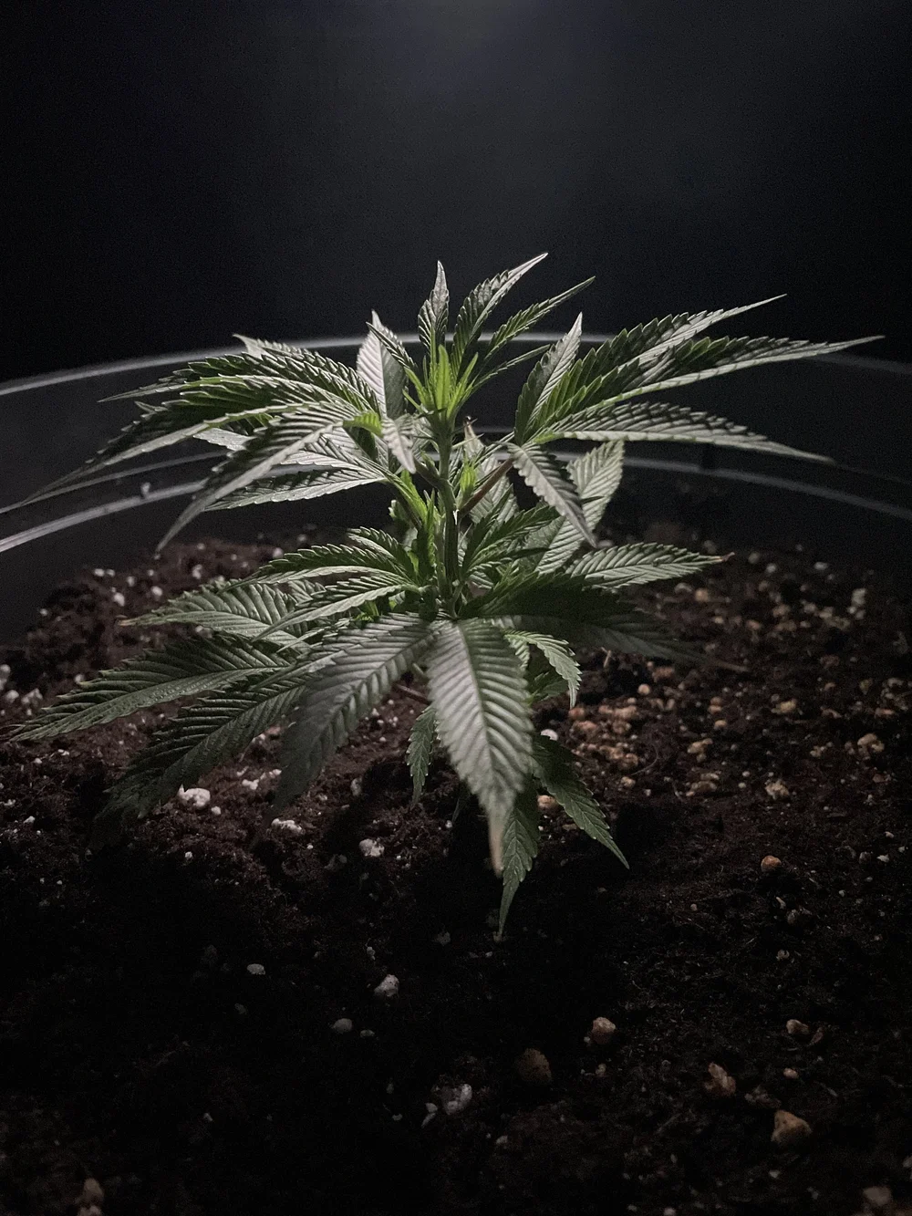 Cannaboom - Standard Steckling - Image 2