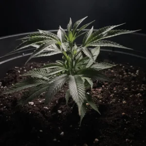 Permanent Jealousy XL Auto - Sämling (Sweet Seeds)