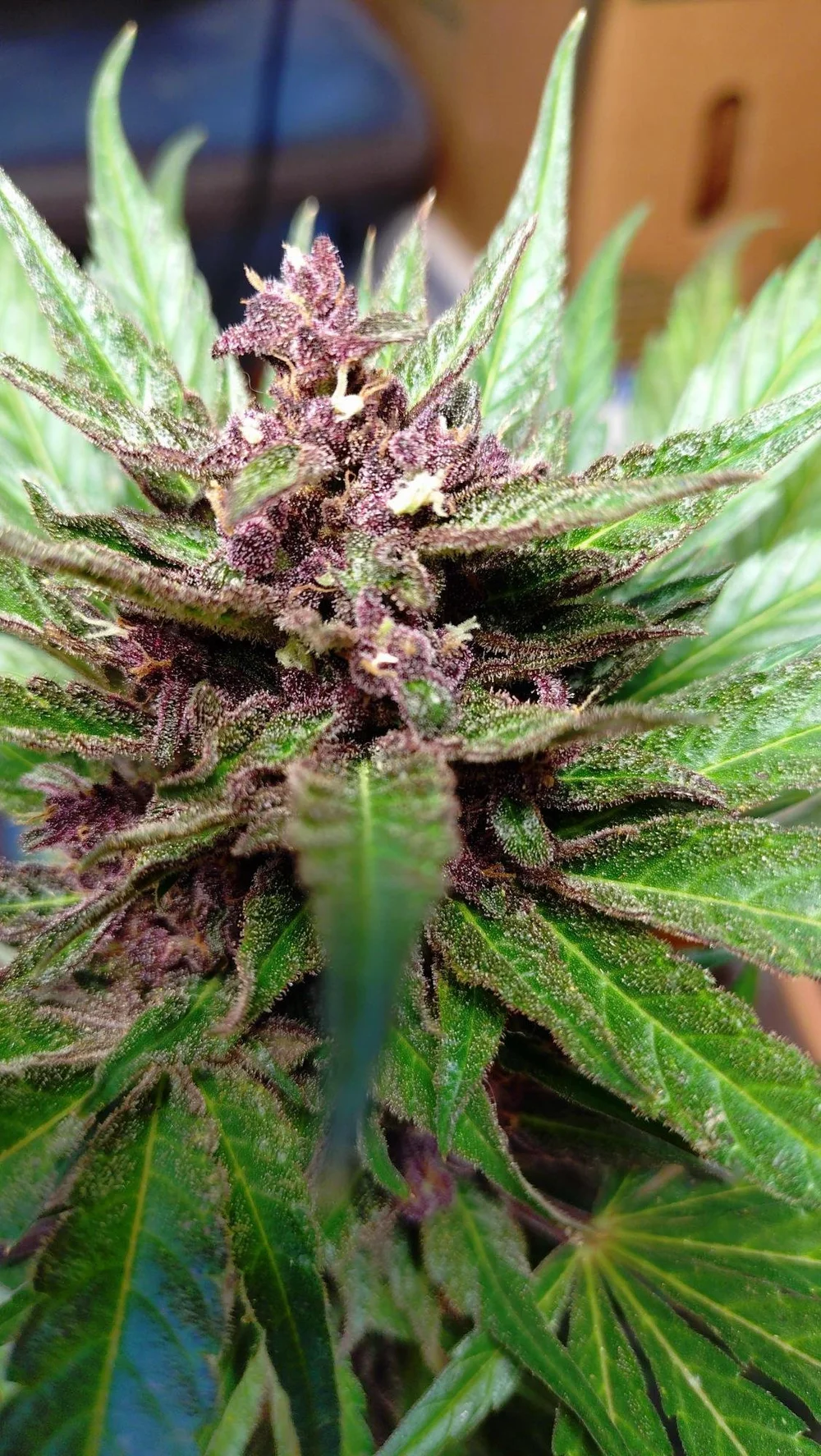 Red Poison Auto - Sämling (Sweet Seeds) - Image 2